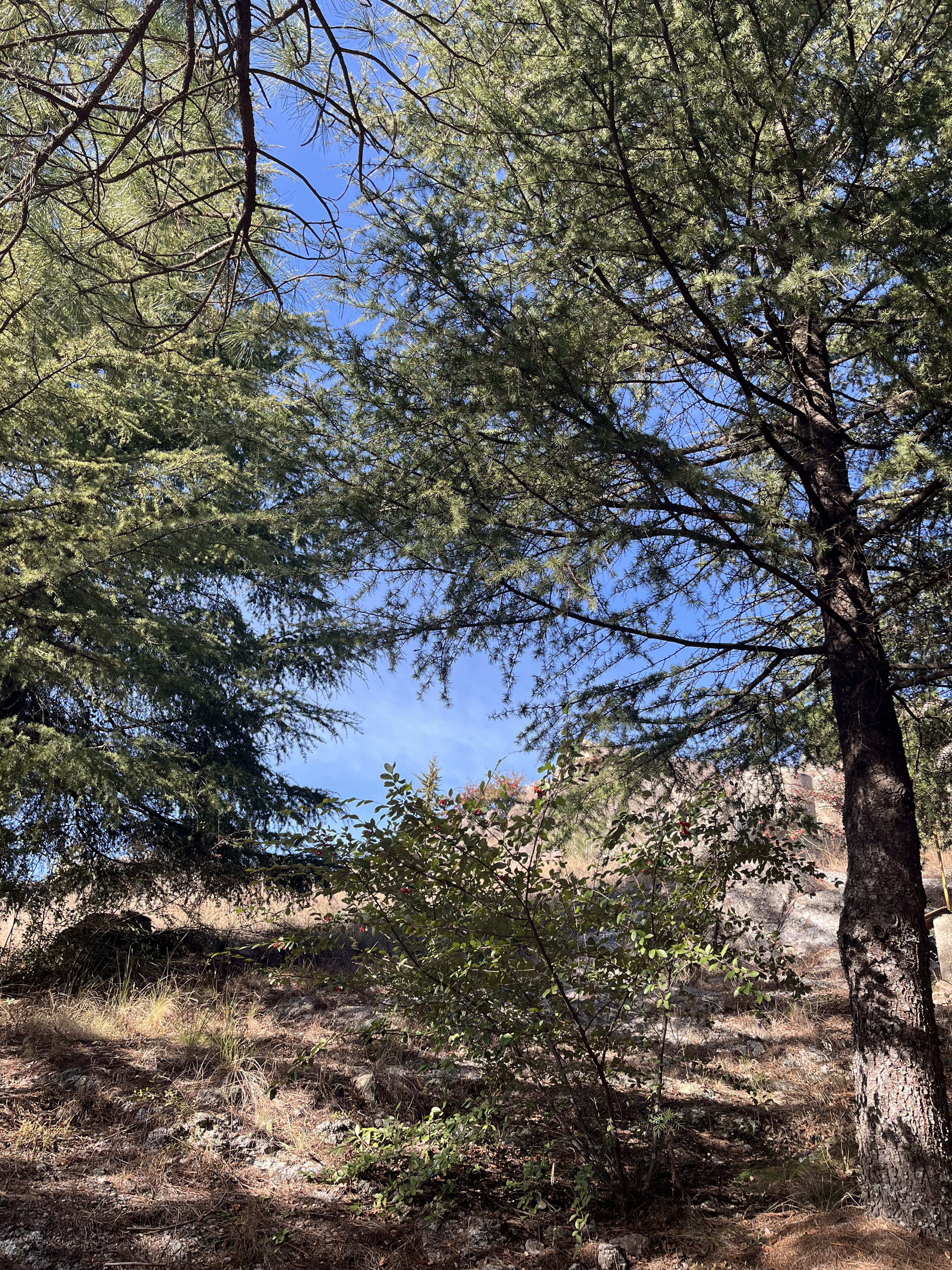 Bosque de la Cumbrecita Village